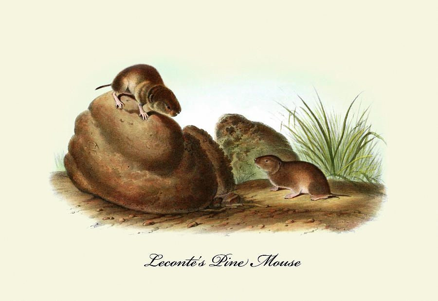 Lecontes Pine Mouse Painting by John Joseph Audubon