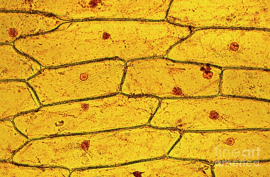 Leek Skin (allium Porrum) Photograph by Dr Keith Wheeler/science Photo Library