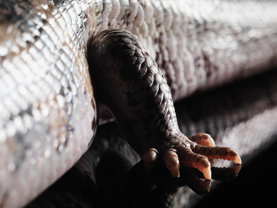 Leg Of Bluetongue Lizard Photograph by Henrik Sorensen