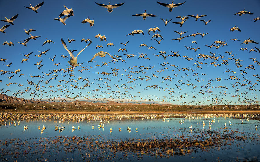 Bird Photograph - Legion Of Wings by John Fan