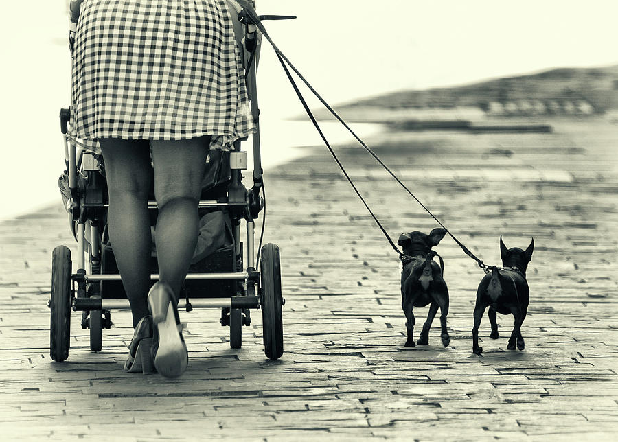Legs And Dogs Photograph by Dominic Dhncke