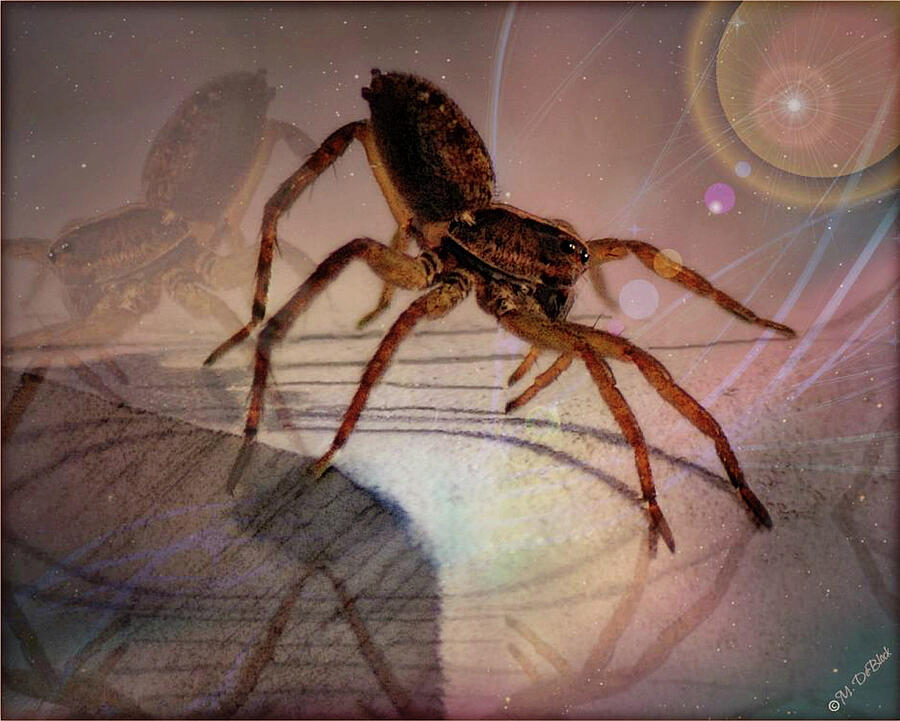 Spider Photograph - Welcome to my World by Marilyn DeBlock