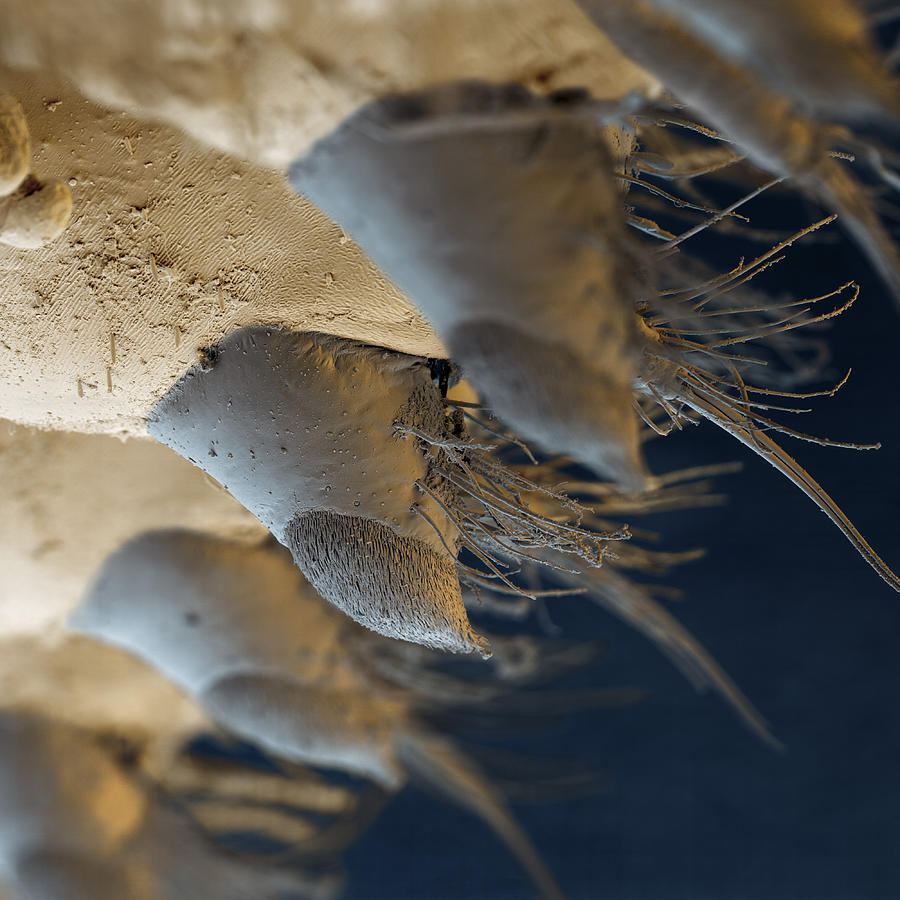 Legs Of A Midge Larva, Sem Photograph by Meckes/ottawa