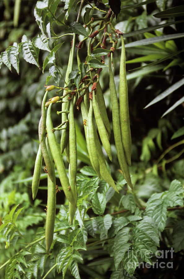 Legume Pods Photograph by Mike Comb/science Photo Library