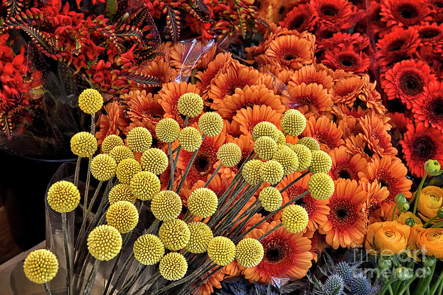 Leiden Flower Market Photograph by Norman Gabitzsch