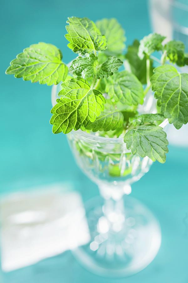 Lemon Balm In A Glass Of Water Photograph by Pia Simon