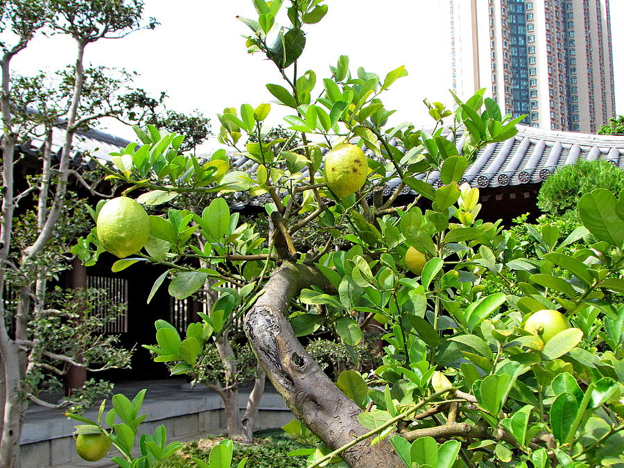 Lemon Bonsai Tree 103 Photograph By Select Photos