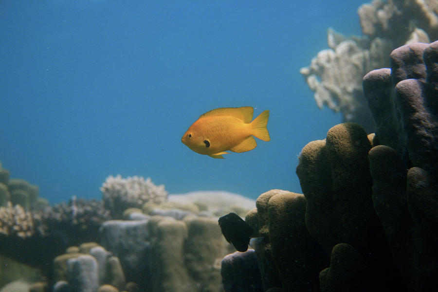 Lemon Damsel Fish Over Coral Reef Photograph by Kjeld Friis .dk