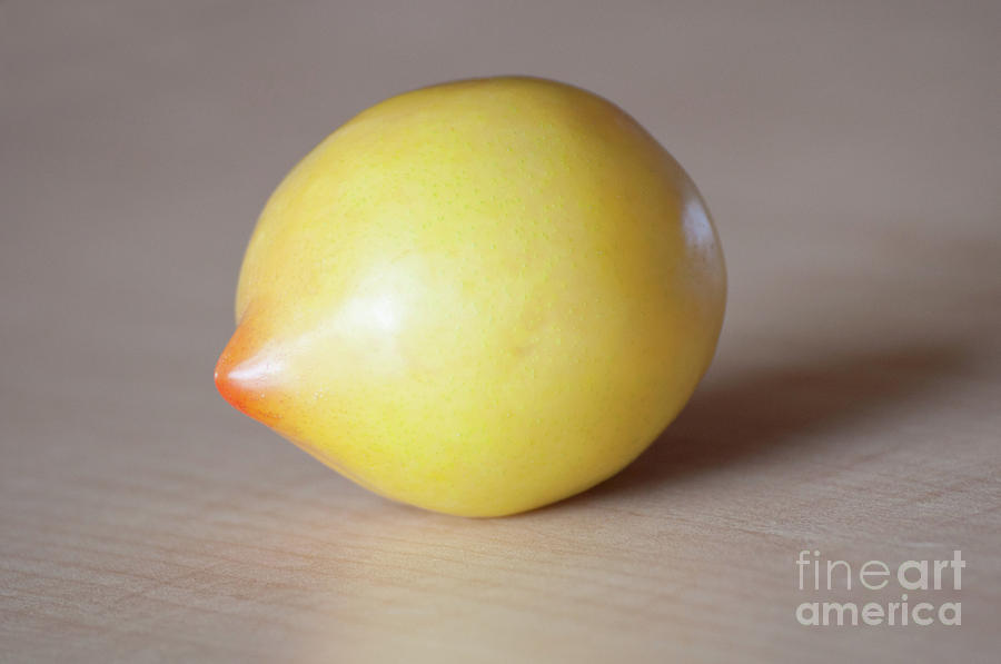 Lemon Drop Plum Fruit by Valerie Garner Lemon Drop Plum Fruit by Valerie Garner