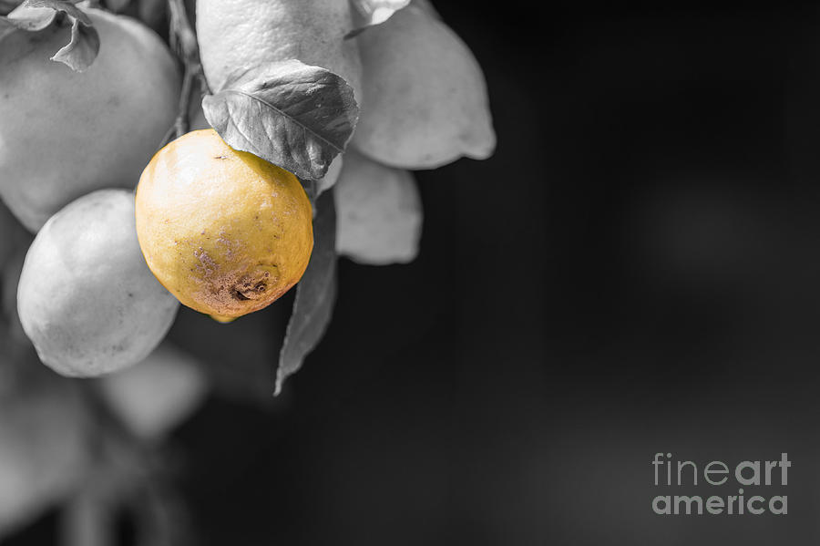 Lemon Photograph by Eva Lechner