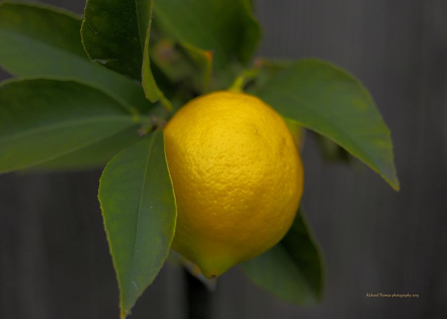 Lemon Fence Photograph by Richard Thomas