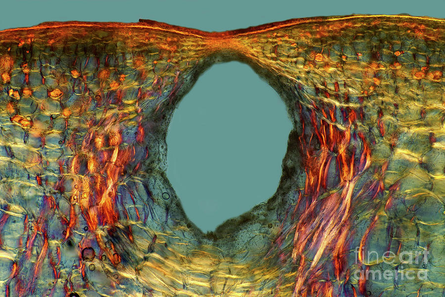 Lemon Fruit Peel Photograph by Science Photo Library Lemon Fruit Peel Photograph by Science Photo Library