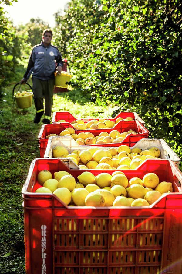 Lemon Harvest, Farm Worker Digital Art by Alessandro Saffo