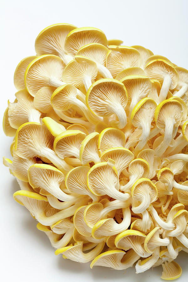 Lemon Mushrooms On A White Surface from Below Photograph by Eising Studio