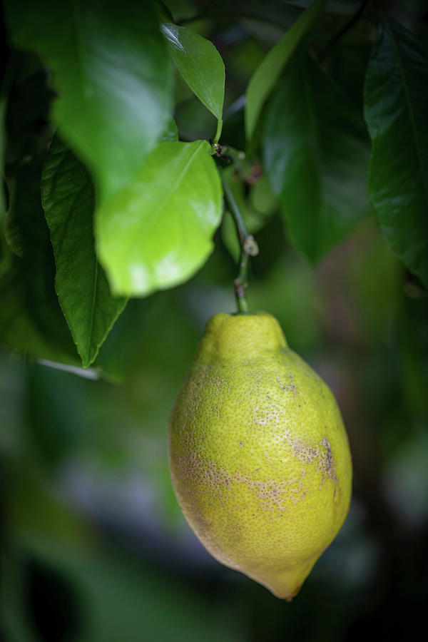 Lemon On The Tree Photograph by Eising Studio