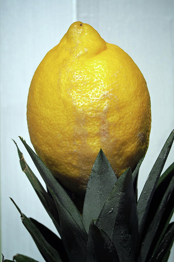 Lemon Pineapple Plant Photograph by Bill Swartwout