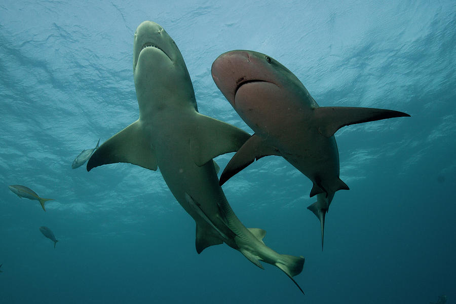 Lemon Shark And Reef Shark Photograph by Scott Portelli