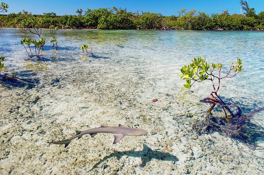 Lemon Shark Pups In Mangrove Forest, Bahamas Photograph by Shane Gross ...