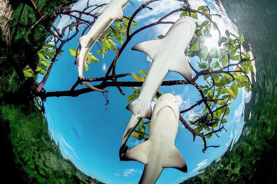 Lemon Shark Pups In Mangrove Forest, Eleuthera, Bahamas Photograph by ...