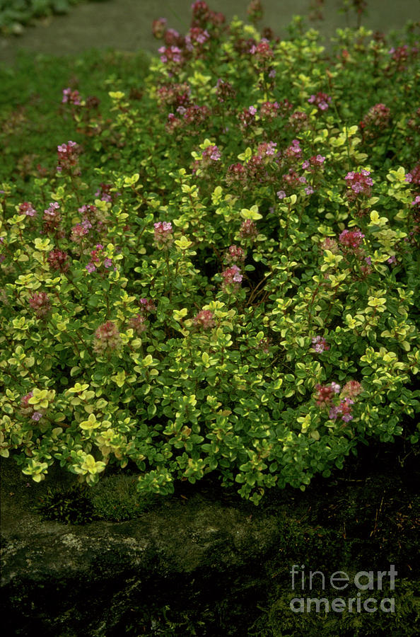 Lemon Thyme Photograph by Science Photo Library