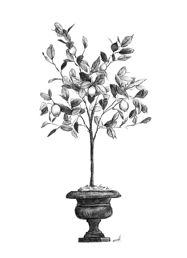 Lemon Tree Illustration