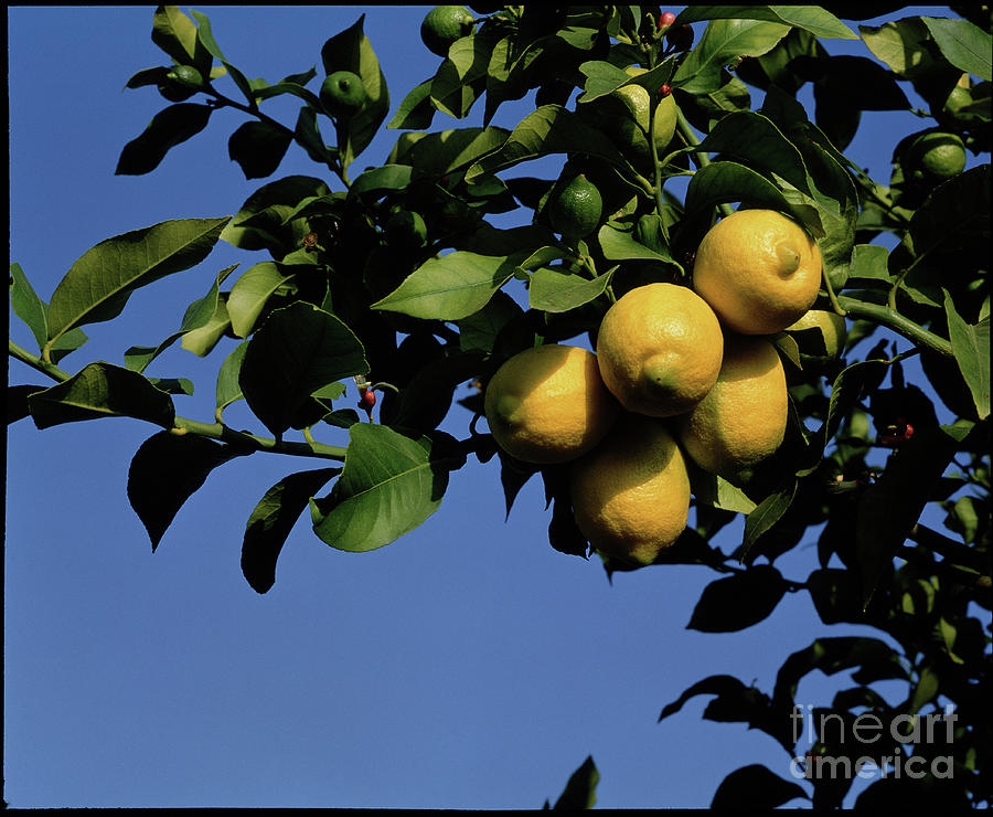 Lemon Tree Photograph by Science Photo Library Lemon Tree Photograph by Science Photo Library