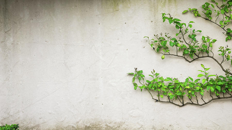 Creeping Lemon Tree On The Wall Of  Summer Garden Photograph by Peter Kolejak