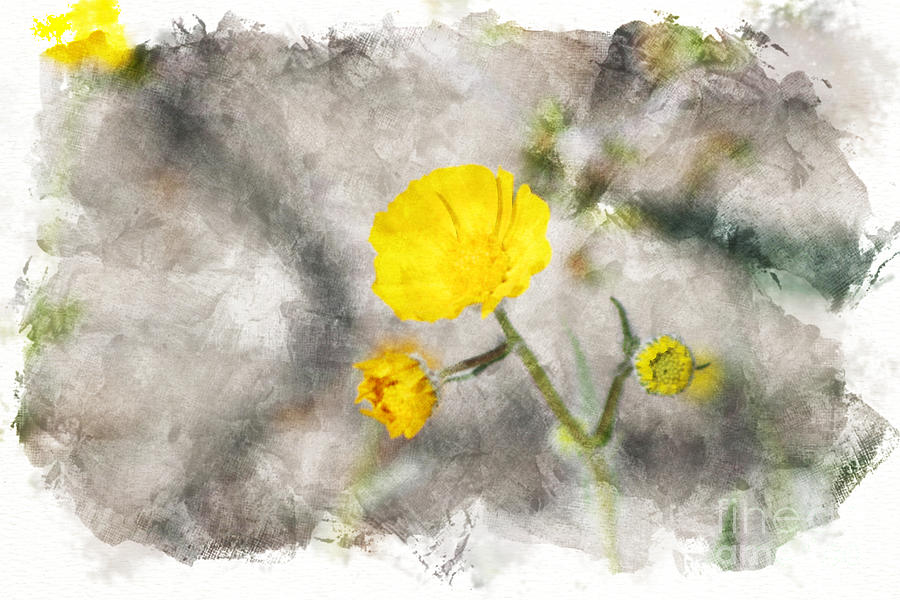 Lemon Yellow Brittle Bush In Digital Watercolor Photograph