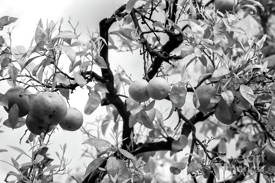 Lemons in Sorrento Photograph by John Rizzuto