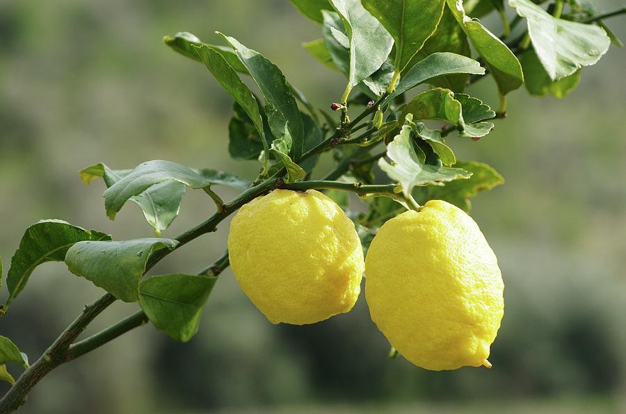 Lemons On The Branch Photograph by Dr. Karen Meyer-rebentisch