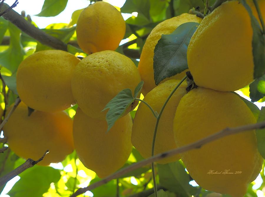 Lemons Photograph by Richard Thomas