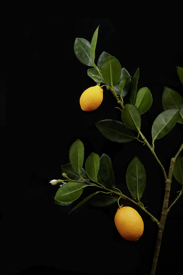 Nature Photograph - Lemons Still On Their Branch by Shana Novak