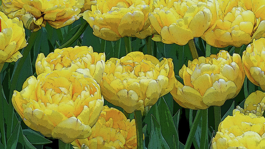 Lemony Yellow Tulips by Kathi Mirto Lemony Yellow Tulips by Kathi Mirto