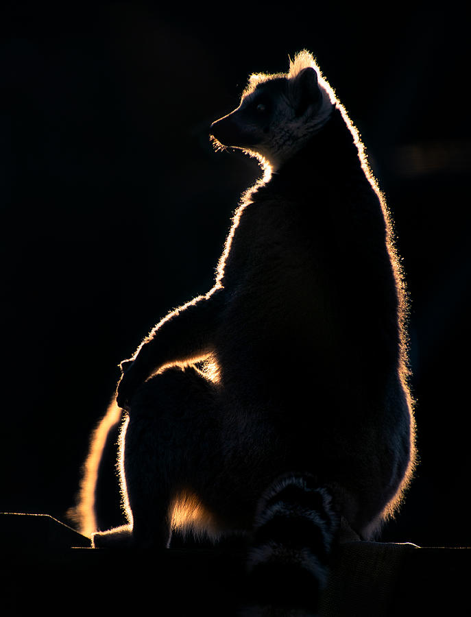 Lemur At Sunset Photograph by Santiago Pascual Buye