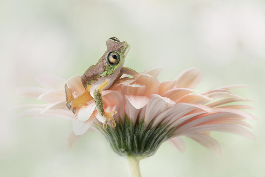 Flower Photograph - Lemur Frog On A Gerbera  Flower by Linda D Lester