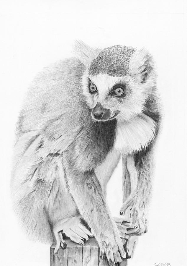 Lemur Drawing - Lemur Love by Sandra Weiner