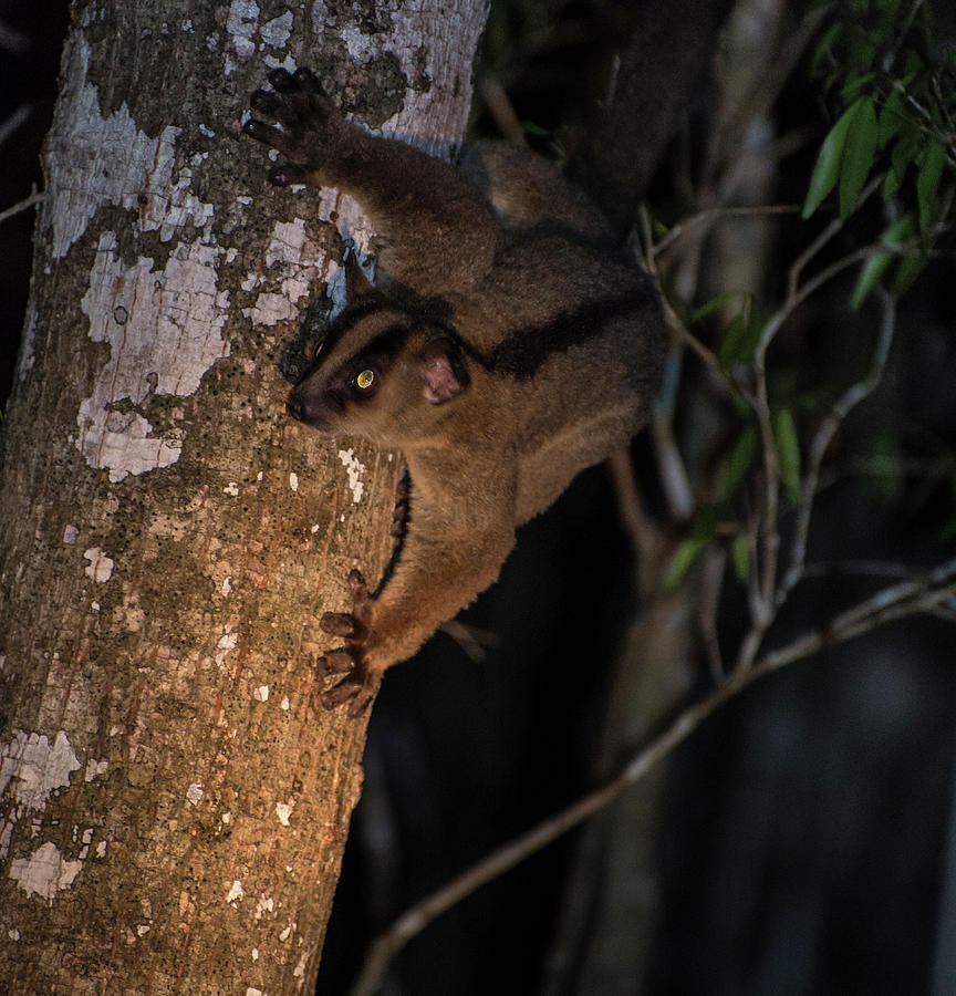 Lemur Nocturne Photograph by Alex Lapidus