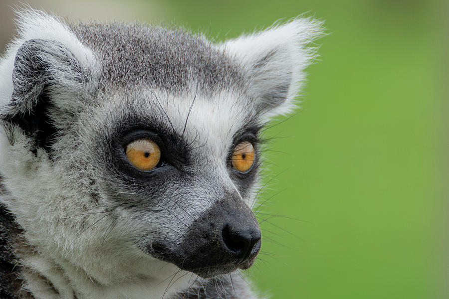 Lemur Orange Eyes Photograph by Scott Lyons