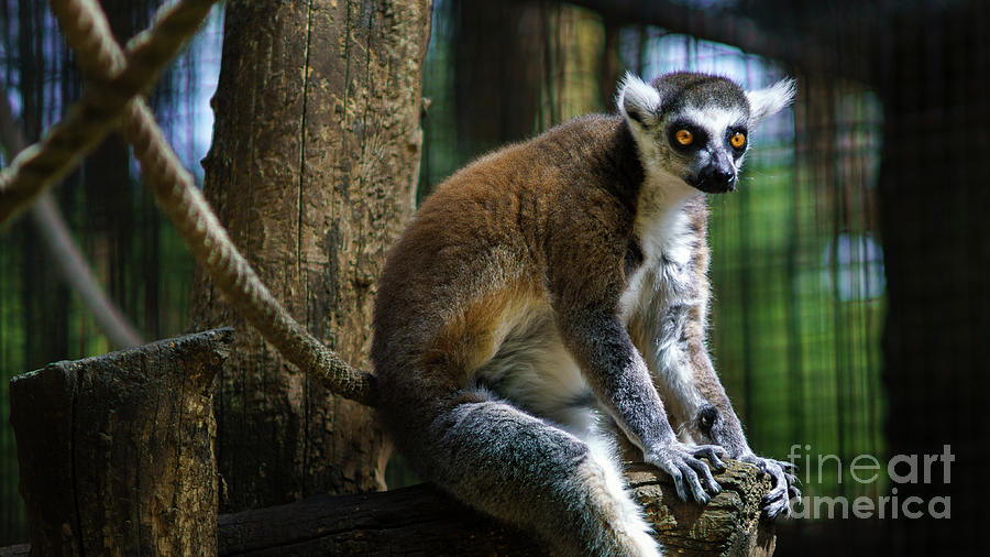 Lemur Sitting at Branch Zoo Photograph by Pablo Avanzini