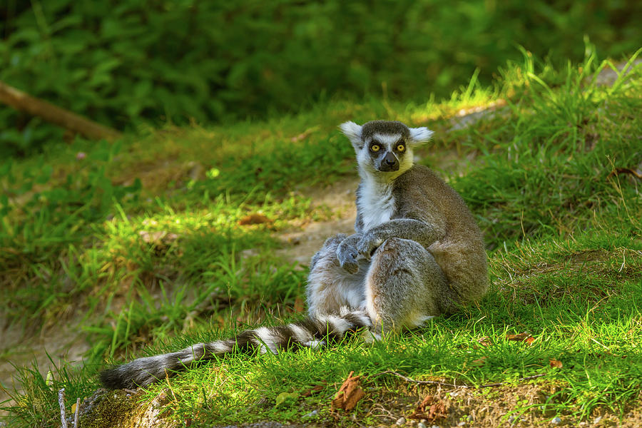 Lemur Sitting On Its Tail Photograph
