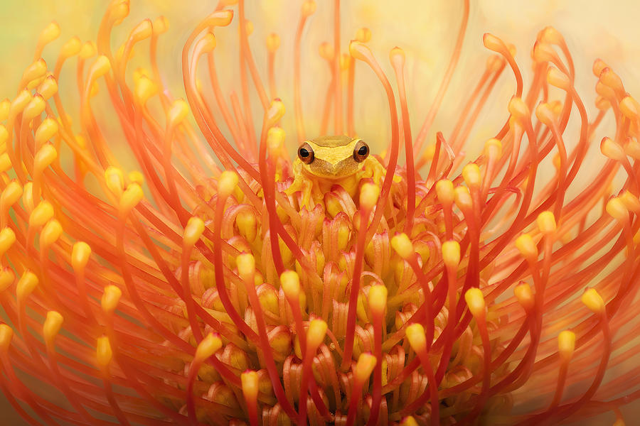 Up Movie Photograph - Lemur Tree Frog In A Tropical Protea Flower by Linda D Lester