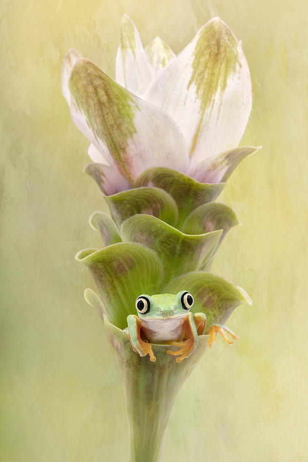 Animal Photograph - Lemur Tree Frog On A Ginger Curcuma Flower by Linda D Lester