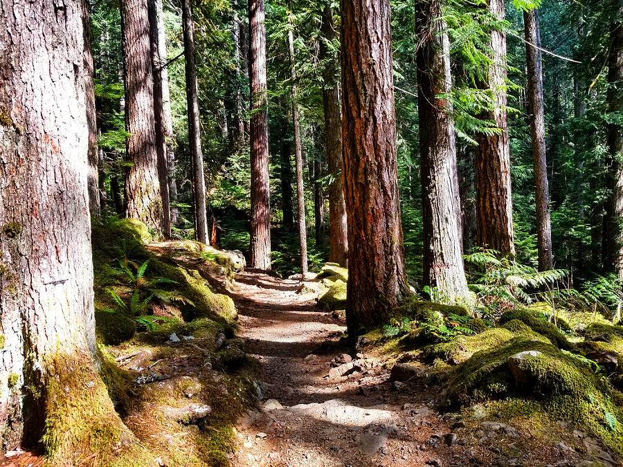 Lena Lake Trail Photograph by Tyler Duke - Pixels