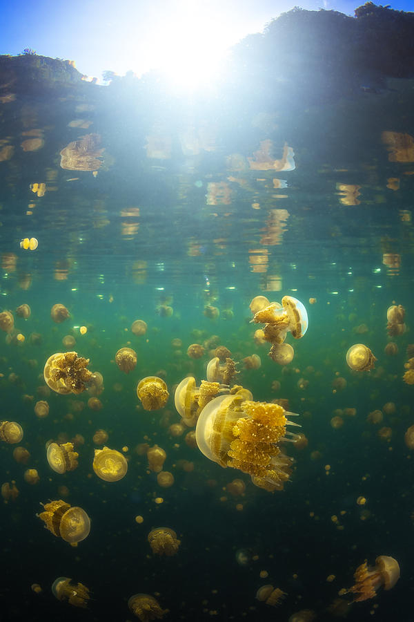 Lenmakana Jellyfish Photograph by Barathieu Gabriel