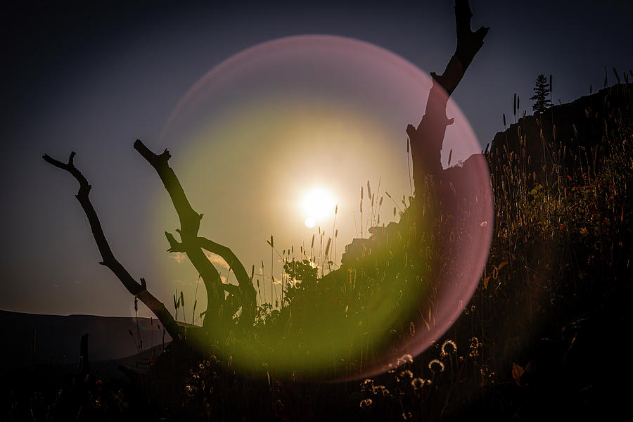 Dead Tree Photograph - Lens Flare by Phil And Karen Rispin