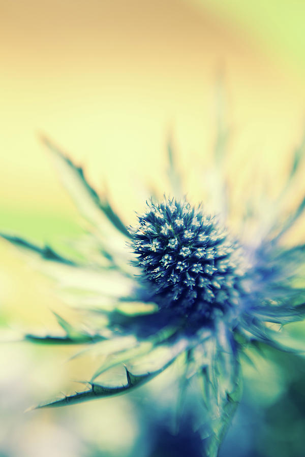 Lensbaby Sea Holly Photograph by S0ulsurfing - Jason Swain