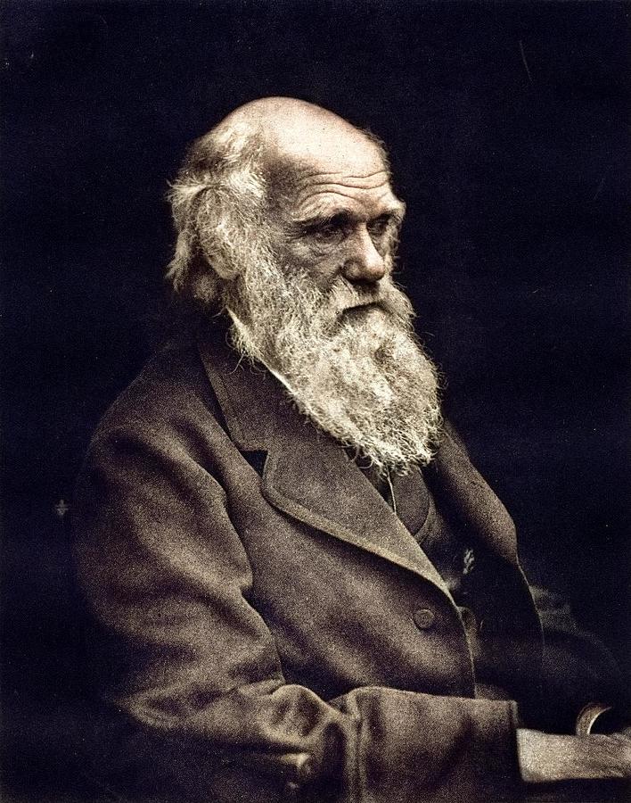 Leonard Darwin - Portrait of Charles Darwin, 1878 1910 photogravure ...