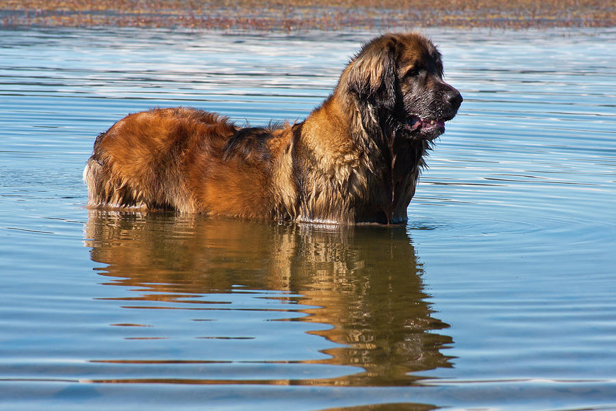 Winter Photograph - Leonberger Looking Out Into The Desert by Zandria Muench Beraldo