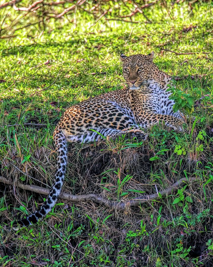 Leopard #2 Photograph by Wade Aiken