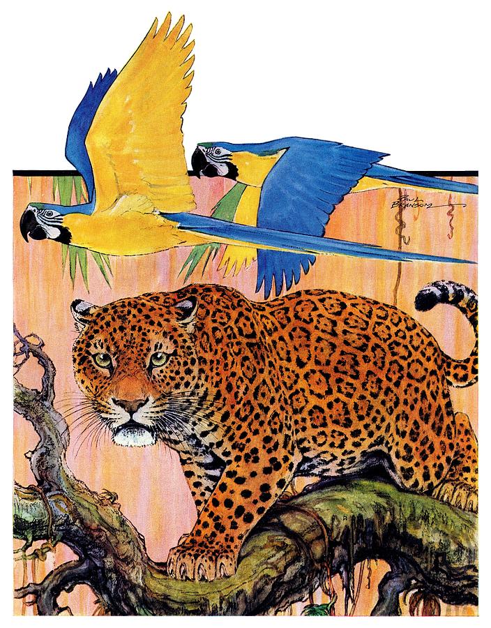 Leopard And Parrots In Jungle Drawing by Paul Bransom